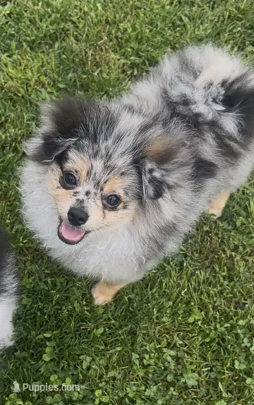 AKC ☆ Blue Merle – Pomeranian puppy for sale in Bentonville, AR