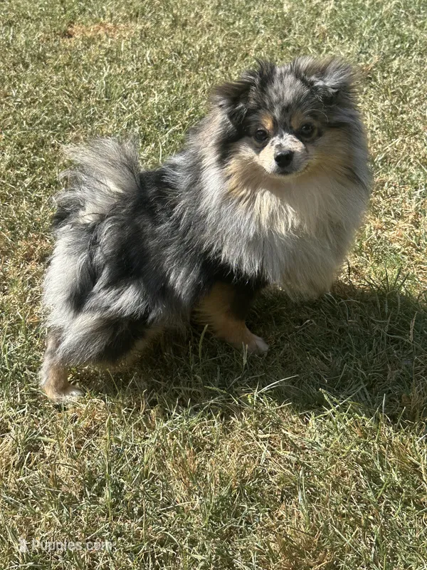 AKC ☆ Blue Merle – Pomeranian puppy for sale in Bentonville, AR