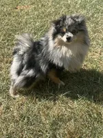 AKC ☆ Blue Merle, a male Pomeranian for sale in Bentonville, AR – 1 of 10