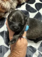 ☆ Chief AKC ☆, a female Pomeranian for sale in Bentonville, AR – 3 of 8