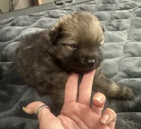 ☆ Chief AKC ☆, a female Pomeranian for sale in Bentonville, AR – 4 of 8