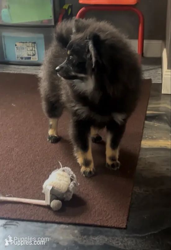 AKC☆ ☆Wenda – Pomeranian puppy for sale in Bentonville, AR