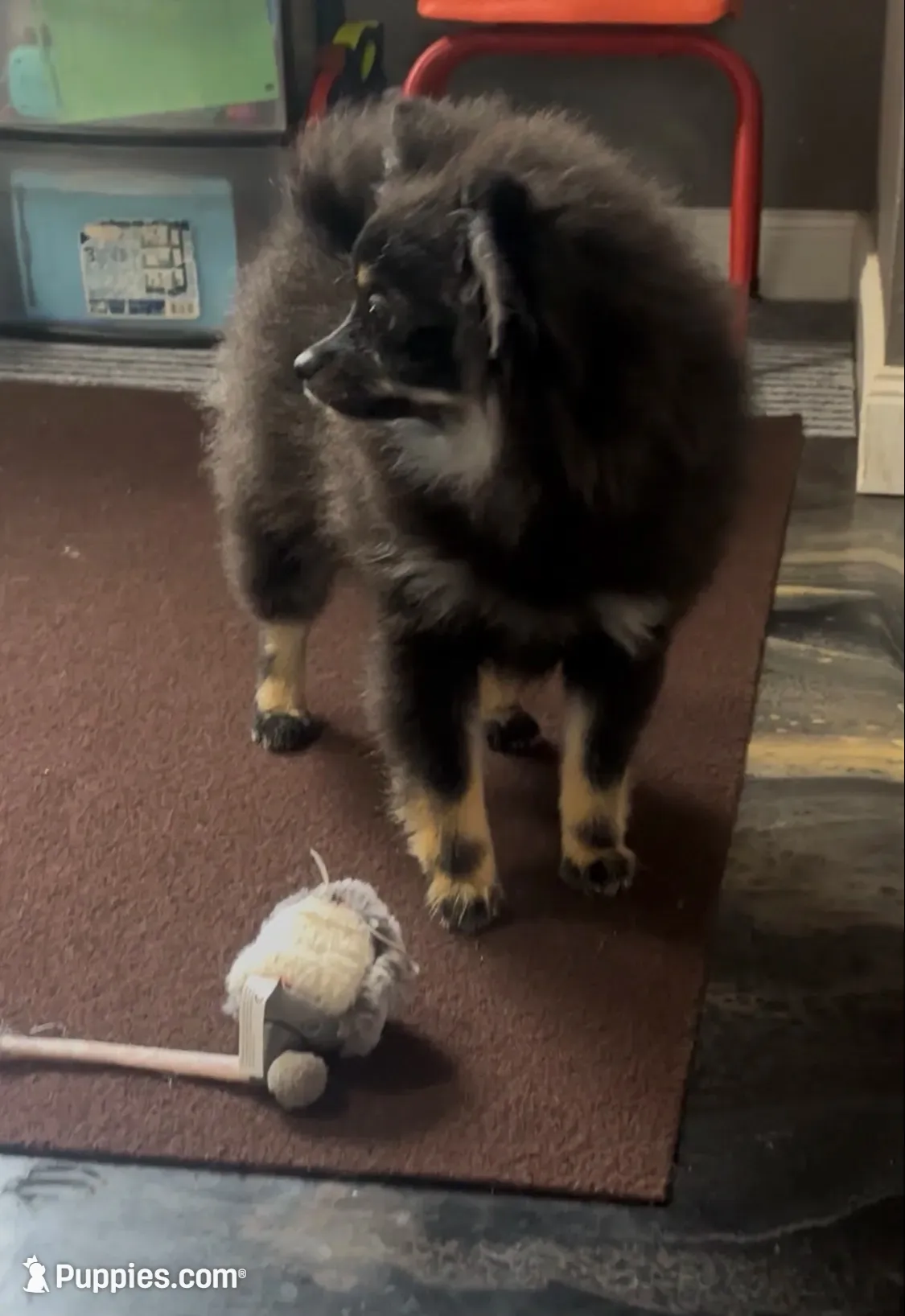 AKC☆ ☆Wenda, a female Pomeranian for sale in Bentonville, AR – 5 of 10