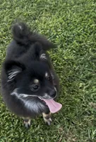 AKC☆ ☆Wenda, a female Pomeranian for sale in Bentonville, AR – 2 of 10