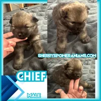 ☆ Chief AKC ☆, a female Pomeranian for sale in Bentonville, AR – 8 of 8