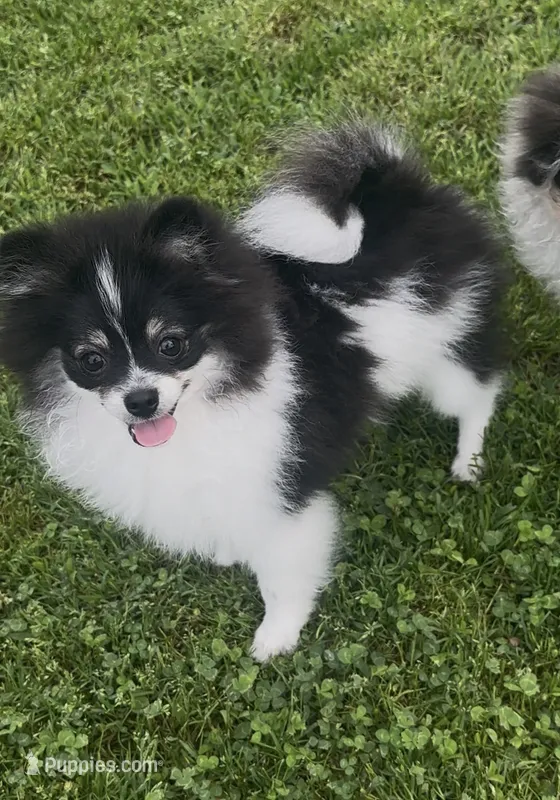 AKC☆ Woff – Pomeranian puppy for sale in Bentonville, AR