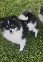 AKC☆ Woff, a male Pomeranian for sale in Bentonville, AR – 1 of 10
