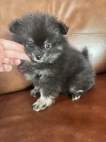 AKC☆ ☆Wenda, a female Pomeranian for sale in Bentonville, AR – Photo 2 of 10