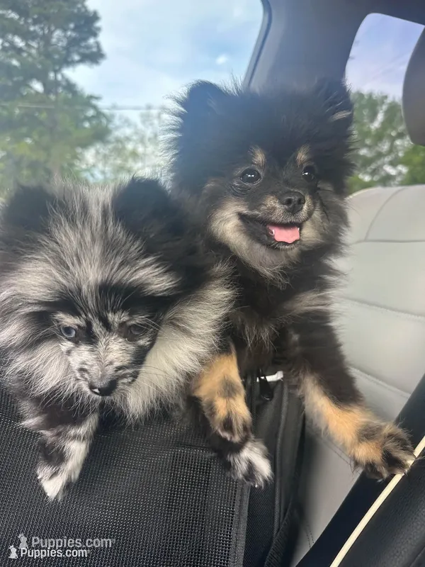 AKC☆ ☆Wenda – Pomeranian puppy for sale in Bentonville, AR