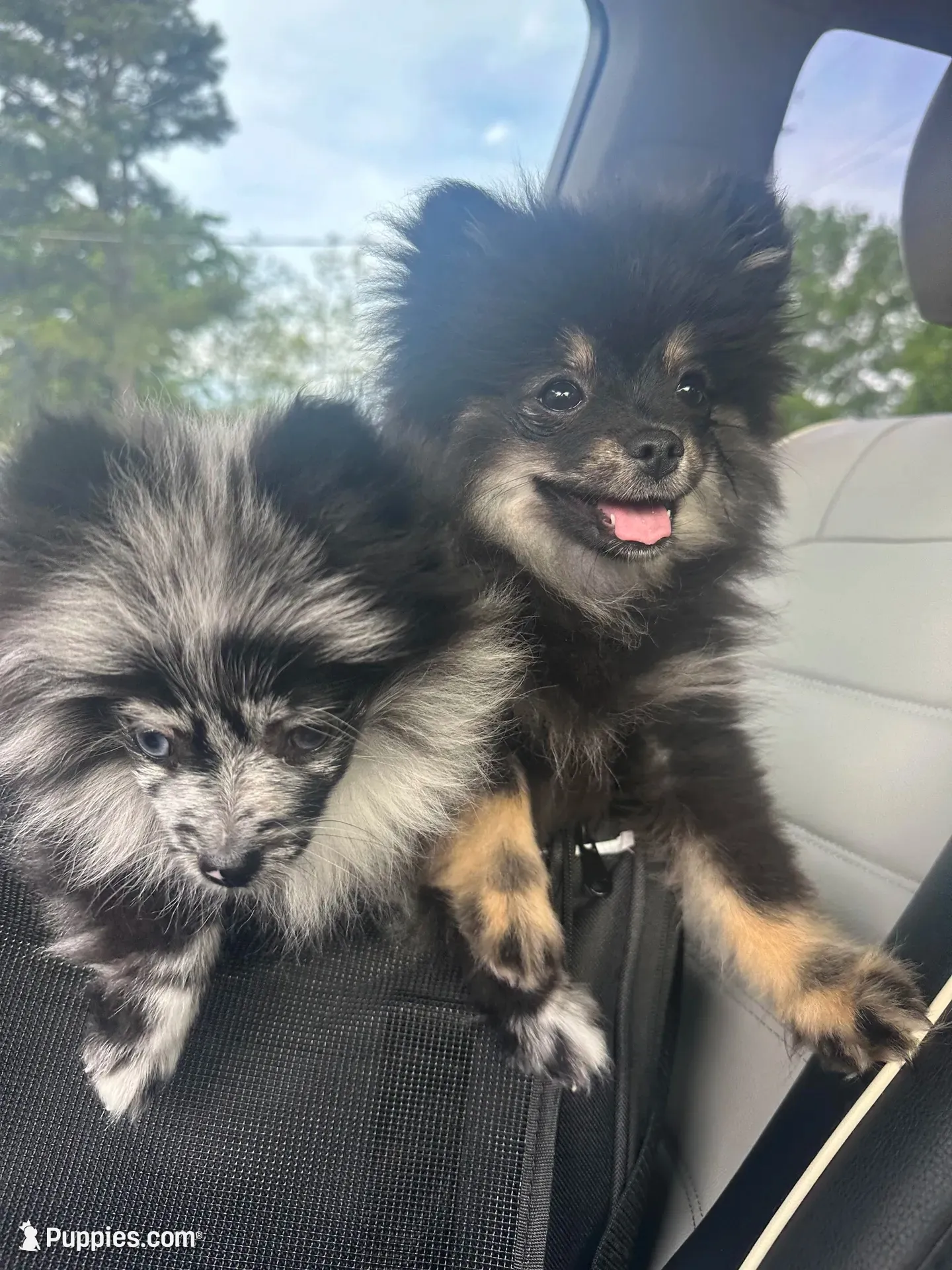 AKC☆ ☆Wenda, a female Pomeranian for sale in Bentonville, AR – 3 of 10
