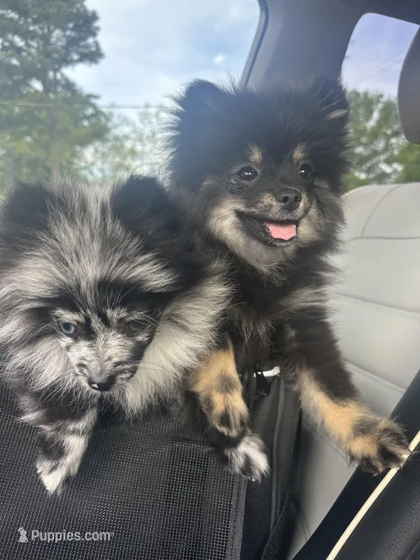 AKC☆ ☆Wenda – Pomeranian puppy for sale in Bentonville, AR