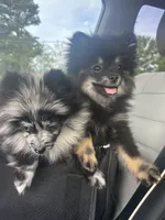 AKC☆ ☆Wenda, a female Pomeranian for sale in Bentonville, AR – 3 of 10