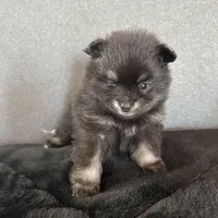 AKC☆ ☆Wenda, a female Pomeranian for sale in Bentonville, AR – Photo 5 of 10