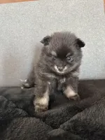 AKC☆ ☆Wenda, a female Pomeranian for sale in Bentonville, AR – Photo 1 of 7