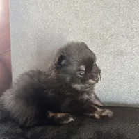 AKC☆ ☆Wenda, a female Pomeranian for sale in Bentonville, AR – Photo 6 of 10