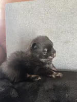 AKC☆ ☆Wenda, a female Pomeranian for sale in Bentonville, AR – Photo 4 of 7