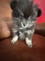 AKC☆ ☆Wenda, a female Pomeranian for sale in Bentonville, AR – Photo 10 of 10