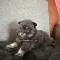 AKC☆ ☆Wenda, a female Pomeranian for sale in Bentonville, AR – Photo 7 of 10