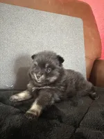 AKC☆ ☆Wenda, a female Pomeranian for sale in Bentonville, AR – Photo 5 of 7