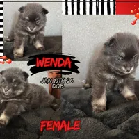 AKC☆ ☆Wenda, a female Pomeranian for sale in Bentonville, AR – Photo 4 of 10