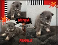 AKC☆ ☆Wenda, a female Pomeranian for sale in Bentonville, AR – Photo 3 of 7