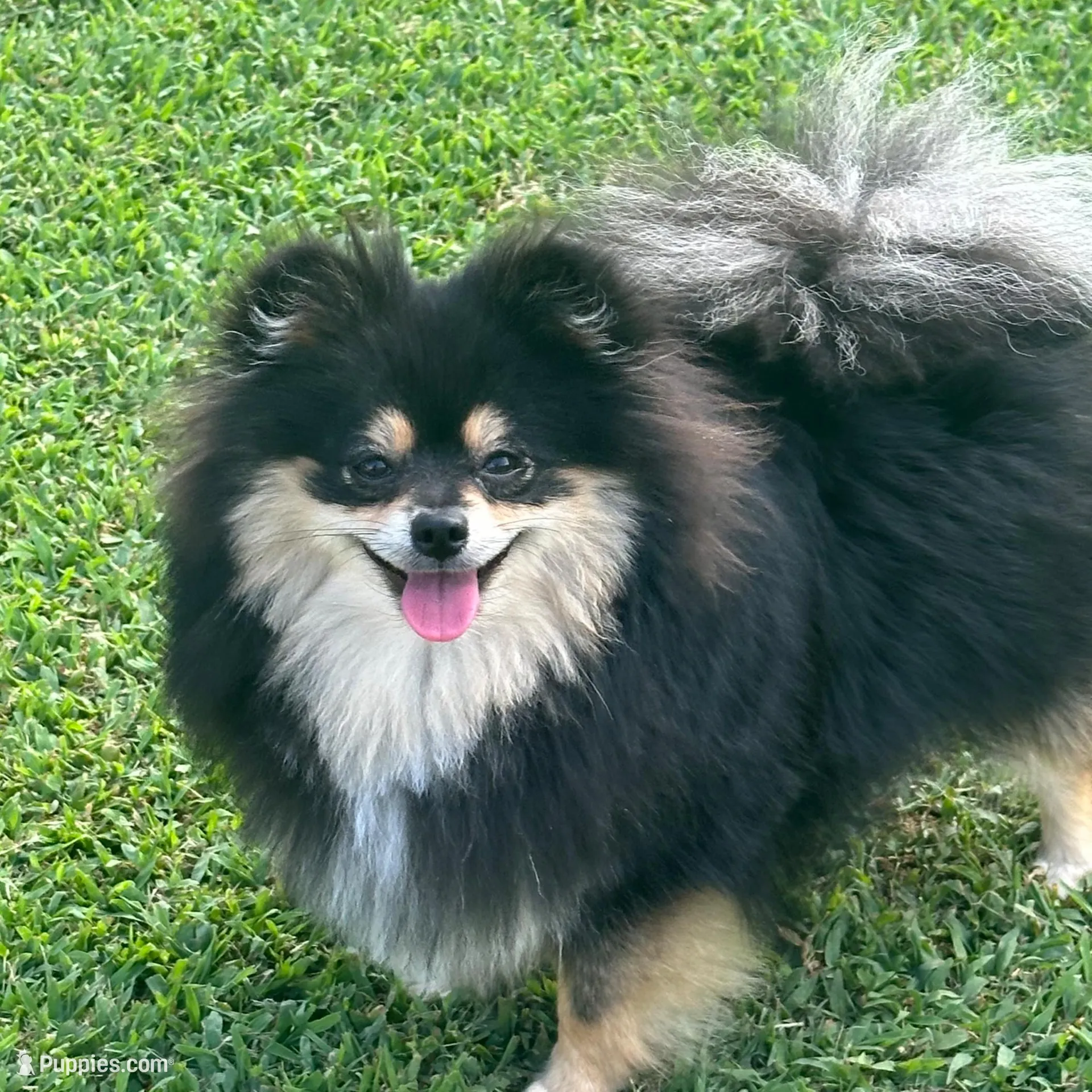 AKC☆ ☆Wenda, a female Pomeranian for sale in Bentonville, AR – Photo 7 of 7