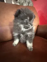 AKC☆ ☆Wenda, a female Pomeranian for sale in Bentonville, AR – Photo 1 of 10