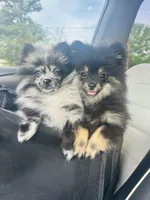 AKC☆ ☆Wenda, a female Pomeranian for sale in Bentonville, AR – 4 of 10