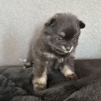 AKC☆ ☆Wenda, a female Pomeranian for sale in Bentonville, AR – Photo 3 of 10