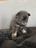 AKC☆ ☆Wenda, a female Pomeranian for sale in Bentonville, AR – Photo 2 of 7