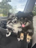 AKC☆ ☆Wenda, a female Pomeranian for sale in Bentonville, AR – 5 of 10