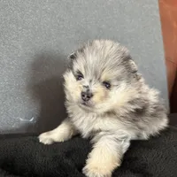 AKC ☆ Blue Merle, a male Pomeranian for sale in Bentonville, AR – Photo 4 of 10