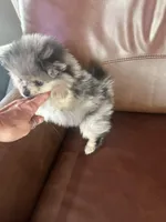 AKC ☆ Blue Merle, a male Pomeranian for sale in Bentonville, AR – Photo 1 of 10