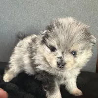 AKC ☆ Blue Merle, a male Pomeranian for sale in Bentonville, AR – Photo 3 of 10