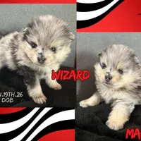 AKC ☆ Blue Merle, a male Pomeranian for sale in Bentonville, AR – Photo 2 of 10