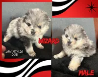 AKC ☆ Blue Merle, a male Pomeranian for sale in Bentonville, AR – Photo 3 of 10