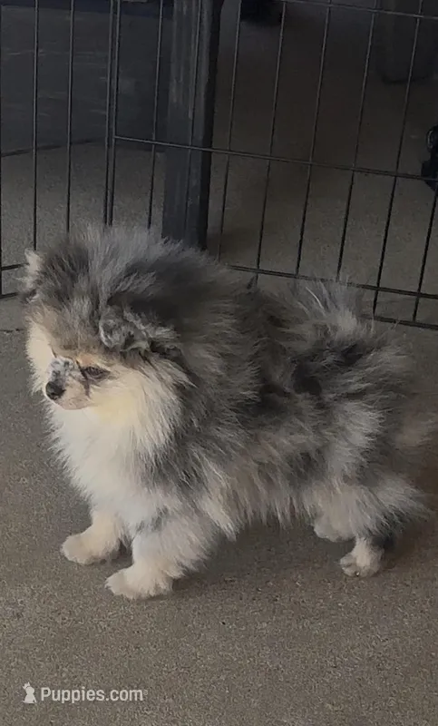 AKC ☆ Blue Merle – Pomeranian puppy for sale in Bentonville, AR