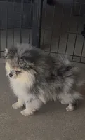 AKC ☆ Blue Merle, a male Pomeranian for sale in Bentonville, AR – 1 of 8