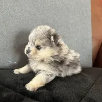 AKC ☆ Blue Merle, a male Pomeranian for sale in Bentonville, AR – Photo 6 of 10