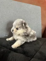 AKC ☆ Blue Merle, a male Pomeranian for sale in Bentonville, AR – Photo 6 of 10