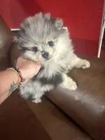 AKC ☆ Blue Merle, a male Pomeranian for sale in Bentonville, AR – Photo 9 of 10