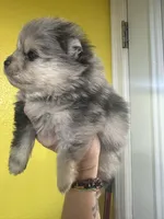 AKC ☆ Blue Merle, a male Pomeranian for sale in Bentonville, AR – Photo 9 of 10