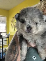 AKC ☆ Blue Merle, a male Pomeranian for sale in Bentonville, AR – Photo 10 of 10