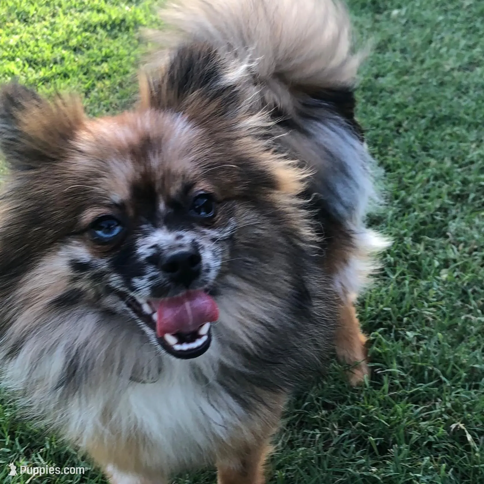 AKC ☆ Blue Merle, a male Pomeranian for sale in Bentonville, AR – Photo 7 of 10