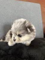 AKC ☆ Blue Merle, a male Pomeranian for sale in Bentonville, AR – Photo 5 of 10