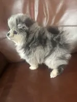 AKC ☆ Blue Merle, a male Pomeranian for sale in Bentonville, AR – Photo 10 of 10