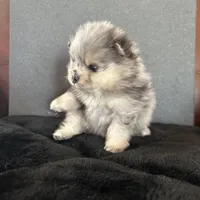 AKC ☆ Blue Merle, a male Pomeranian for sale in Bentonville, AR – Photo 5 of 10