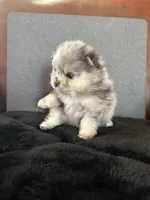 AKC ☆ Blue Merle, a male Pomeranian for sale in Bentonville, AR – Photo 4 of 10