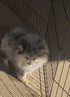 AKC ☆ Blue Merle, a male Pomeranian for sale in Bentonville, AR – 2 of 8