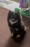 AKC☆ ☆Wenda, a female Pomeranian for sale in Bentonville, AR – 1 of 10